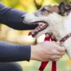 dog chest harness