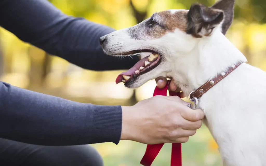 dog chest harness