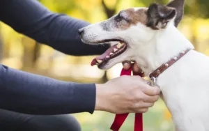 dog chest harness