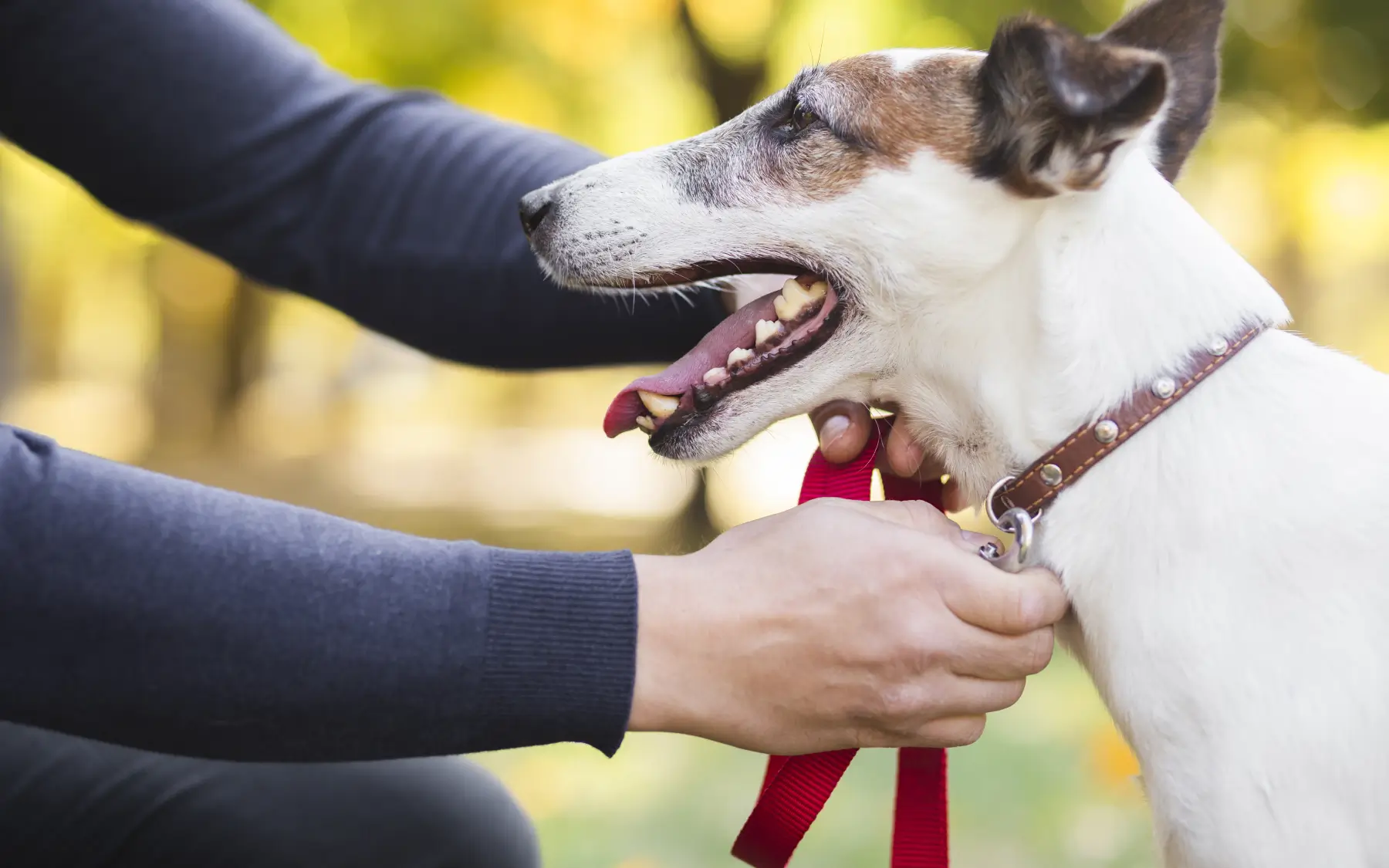 dog chest harness