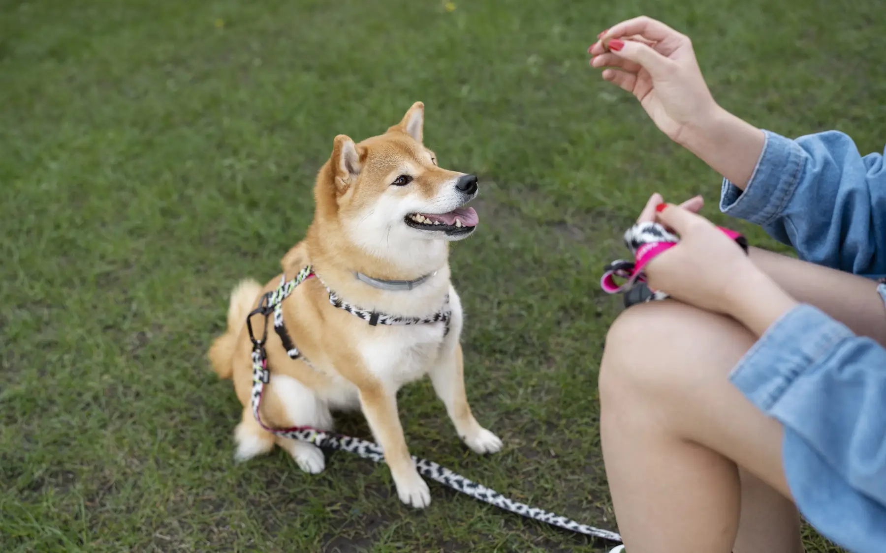 dog chest strap