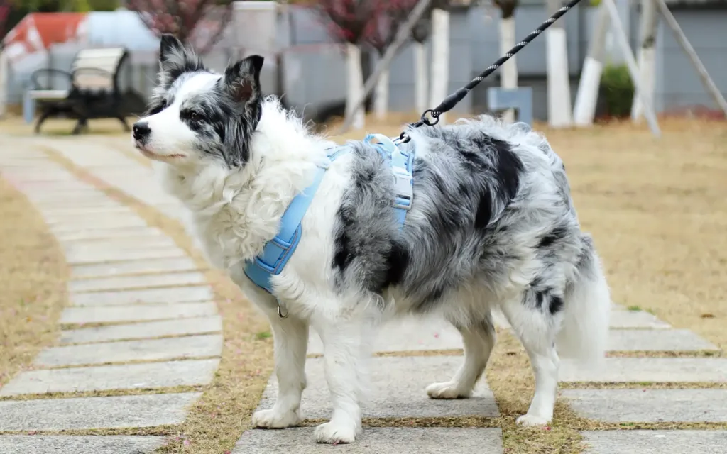 pet harness