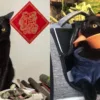 How To Used To Wearing Pet Harness