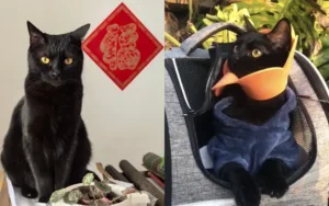 How To Used To Wearing Pet Harness