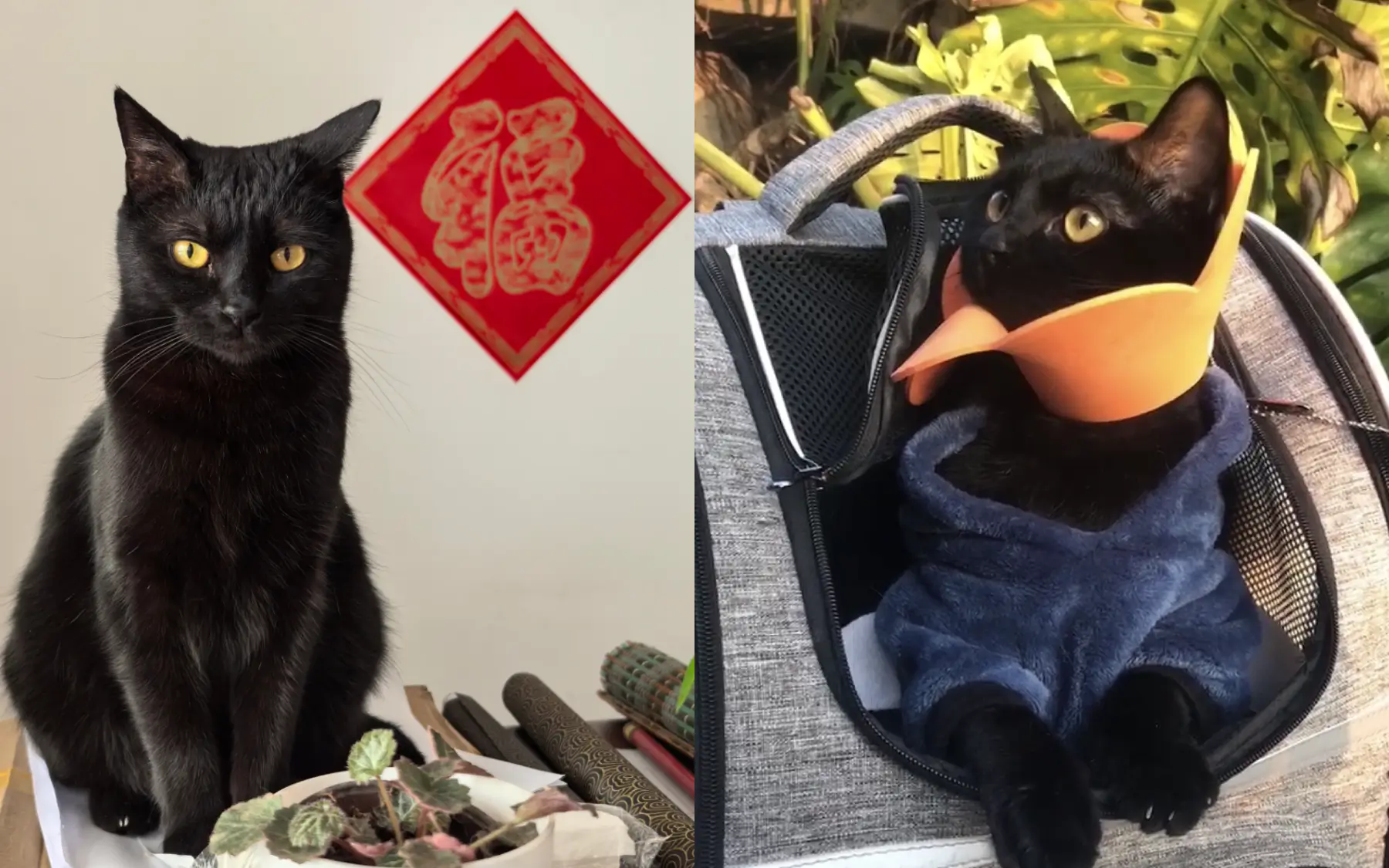 How To Used To Wearing Pet Harness