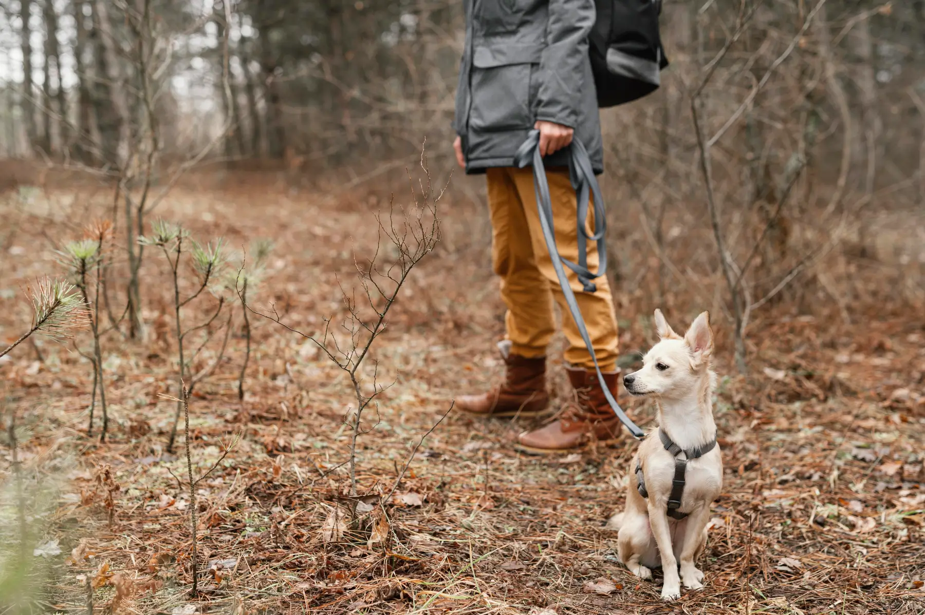 Consider an image of a pet wearing a well-fitted harness, happily walking with its owner, emphasizing comfort and connection.