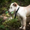dog harness about green shift