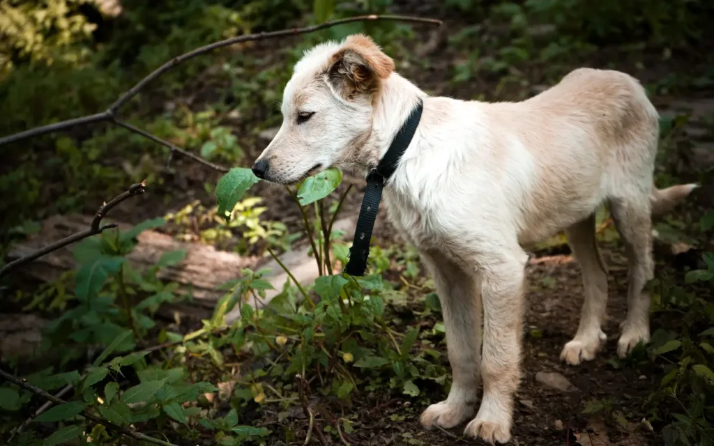 dog harness about green shift