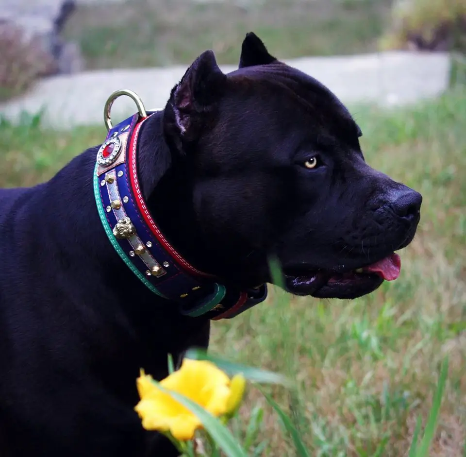 Dog Product Manufacturers Wearing