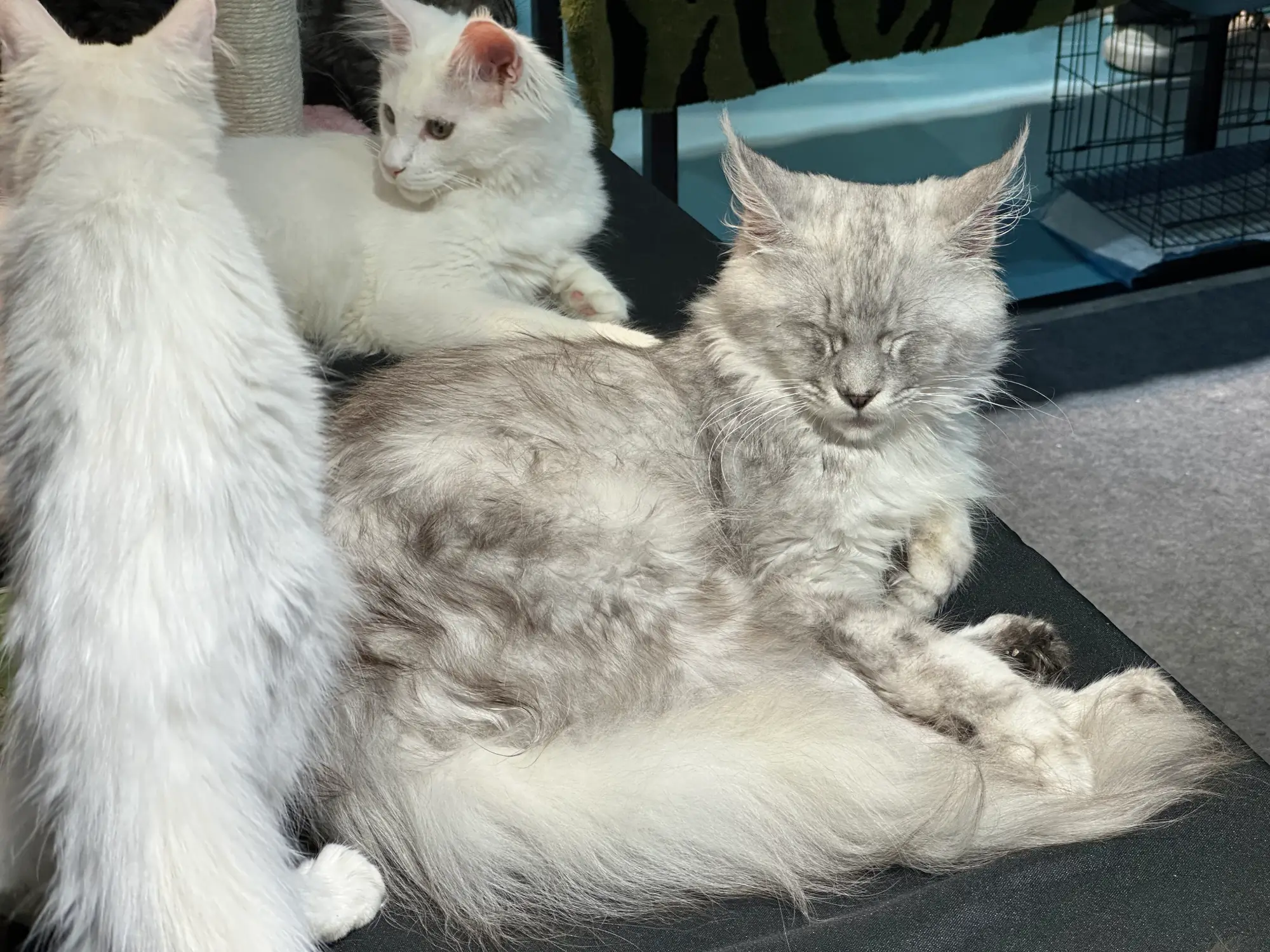 Cats at the pet exhibition
