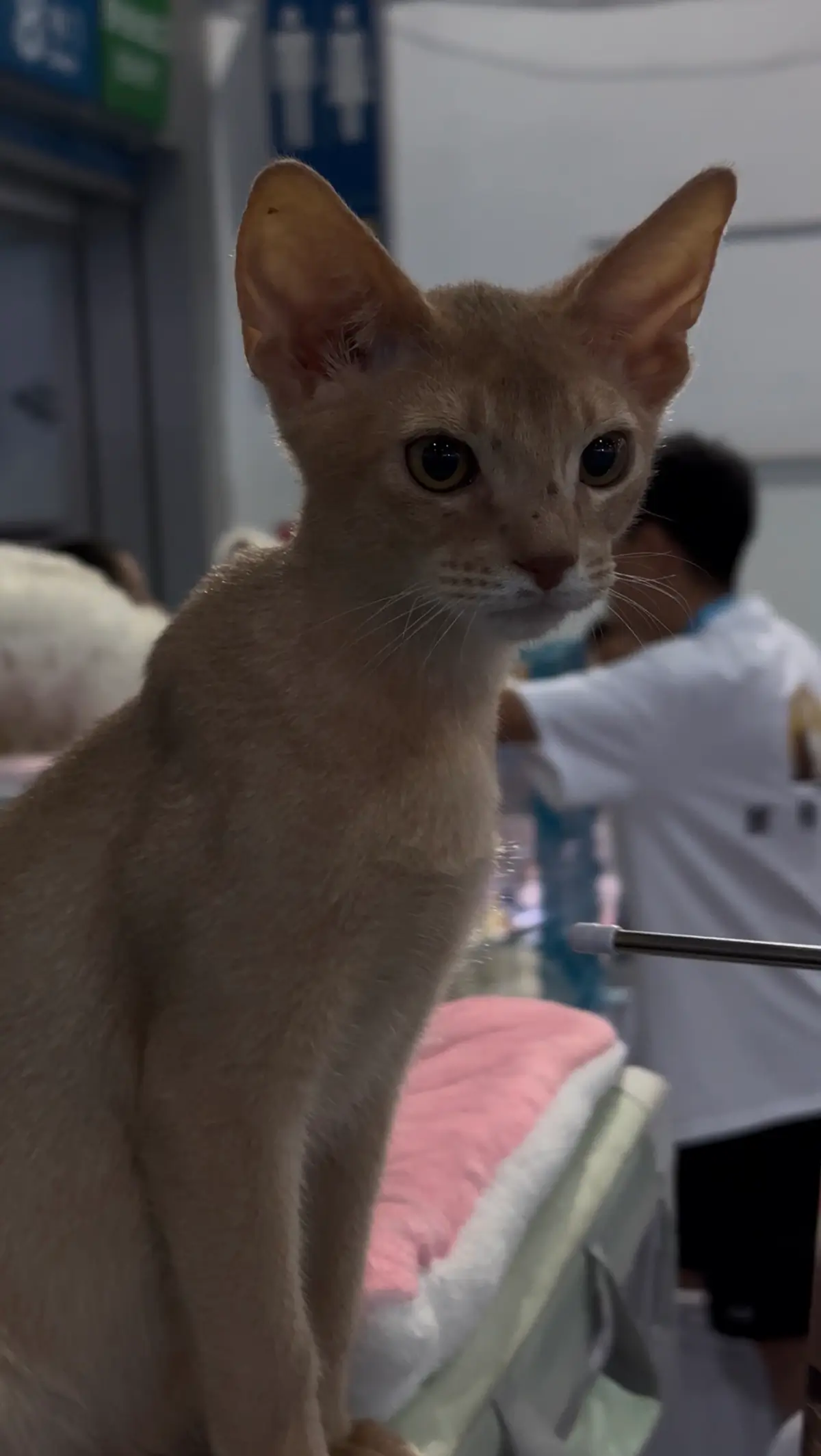Exhibition Pet Cats