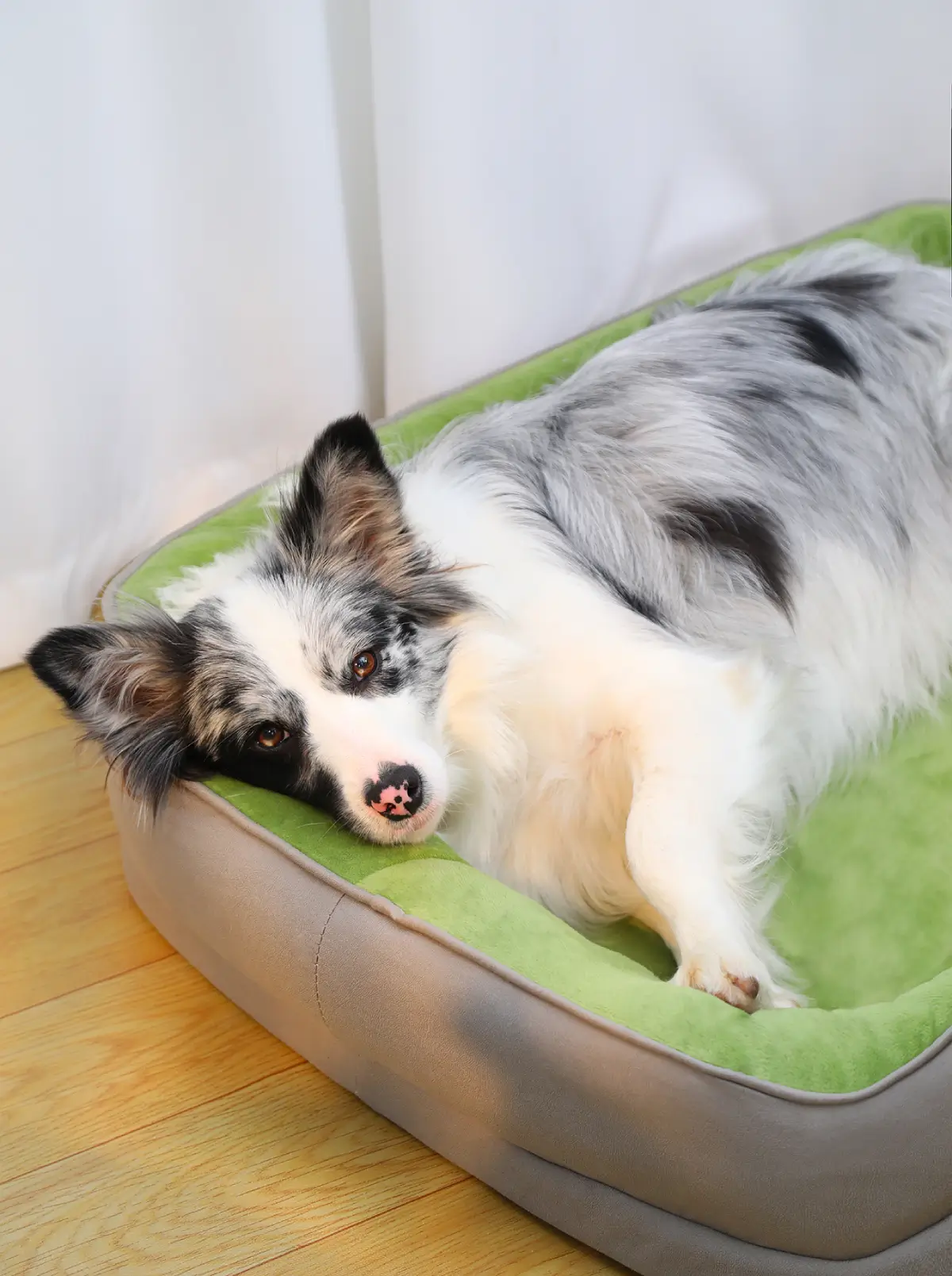 Meteorite border collie tests a new type of pet bed mat