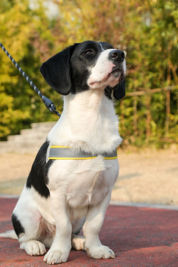 Friday's dog harness