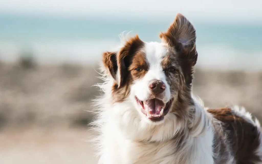 What Makes Personalized Pet Harnesses Our Unique Choice?