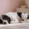 dog need a safe cave
