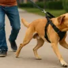 stop dog pulling bolting