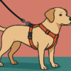 When to choose and use a dog harness - Part2