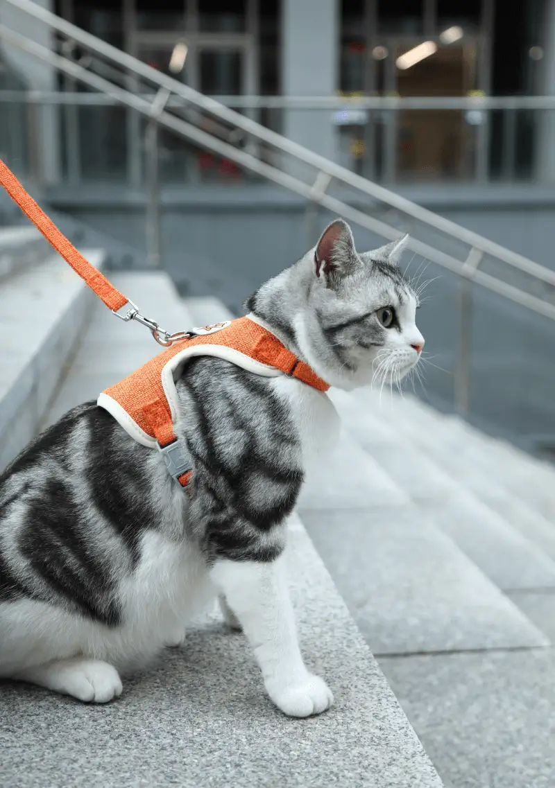 How should beginners choose cat travel chest and back straps