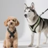 A comparison of X-shaped Teddy and Y-shaped Husky harnesses