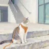 How should beginners choose cat travel chest and back straps