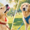 Which is better, a collar or a harness?