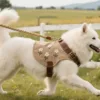 dog harness redefine pet fashion