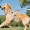 Breathable vs. Waterproof Pet Harness