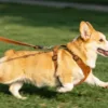Luxury Suede Dog Harness