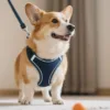 No Pull Harnesses Transforming Dog Training
