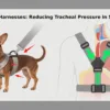 Y-Shaped Harnesses: Reducing Tracheal Pressure in Small Dogs