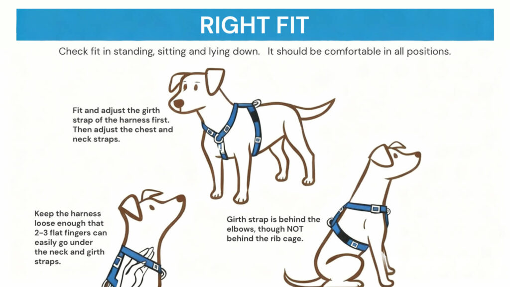 The comfortable chest strap is suitable for dogs to stand, sit and even lie down