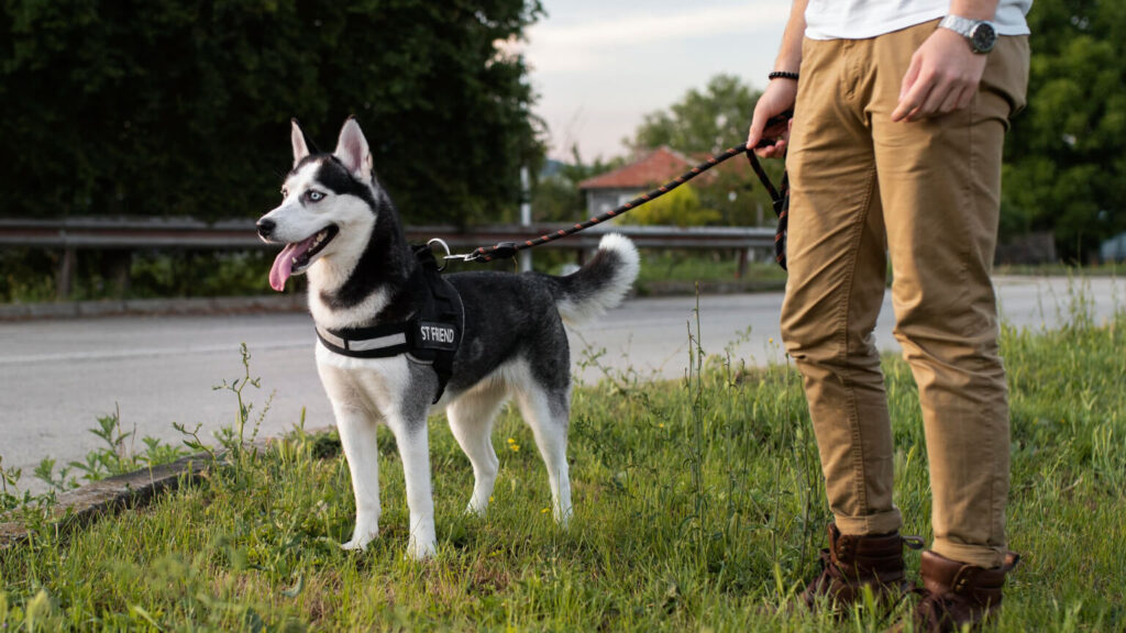 A well-fitting dog chest harness