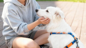 Eco-Friendly Dog Harness