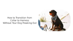 Collar Transitions To The Harness
