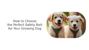 Comfort and Safety Dog Harness