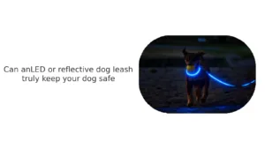LED or Reflective Dog Leash Keep Your Dog Safe