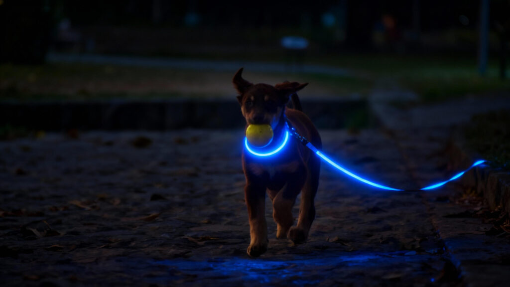 LED Dog Leash in Dark Winter Evening