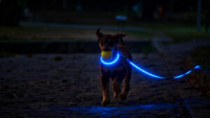 LED Dog Leash in Dark Winter Evening
