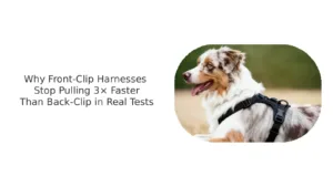 Front-Clip Dog Harnesses vs. Back-Clip Dog Harnesses