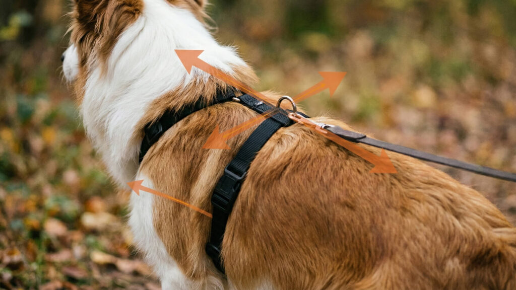 Back-clip dog harness