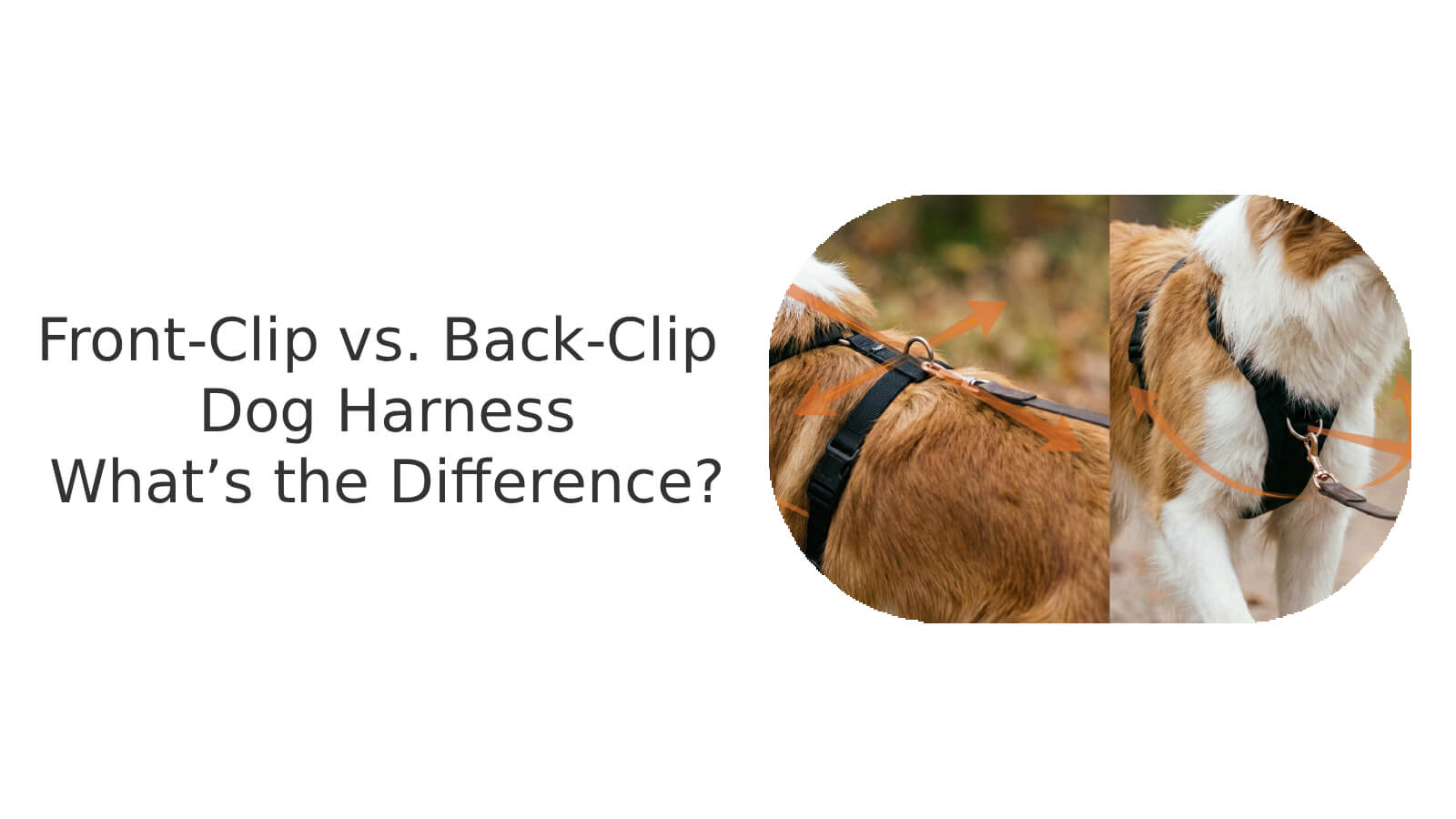 The difference of front-clip vs back-clip dog harness
