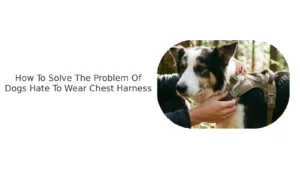 How to solve the problem of dog hate to wear chest harness