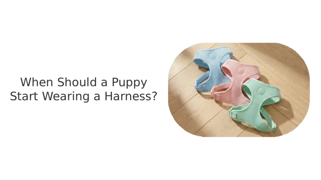 When should a puppy wearing a harness