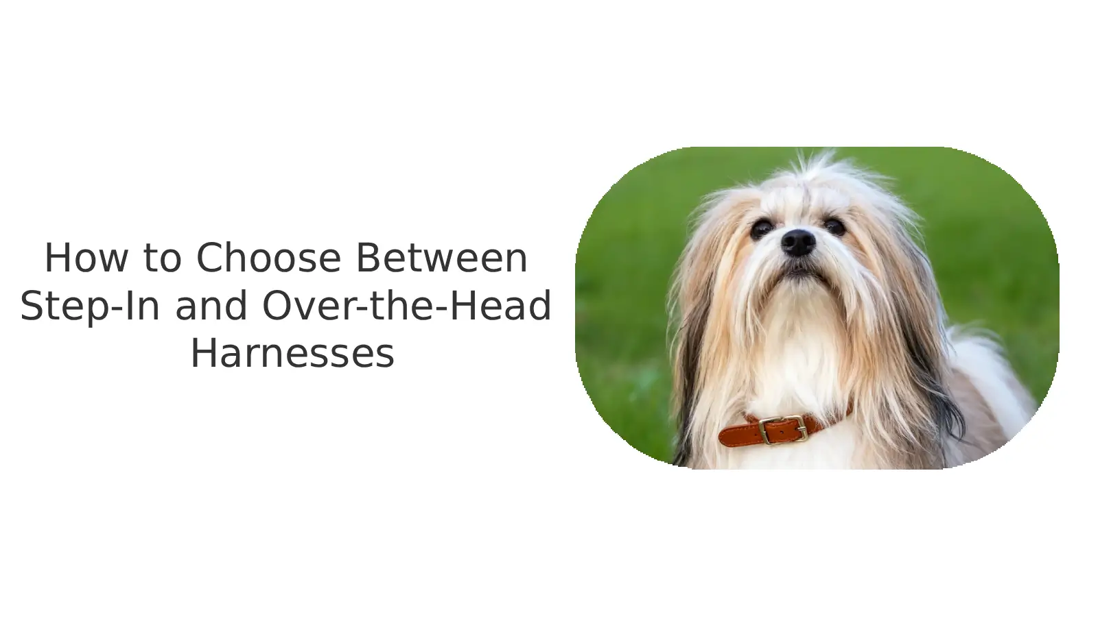 How to Choose Between Step-In and Over-the-Head Harnesses