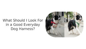 Look for in a good dog harness