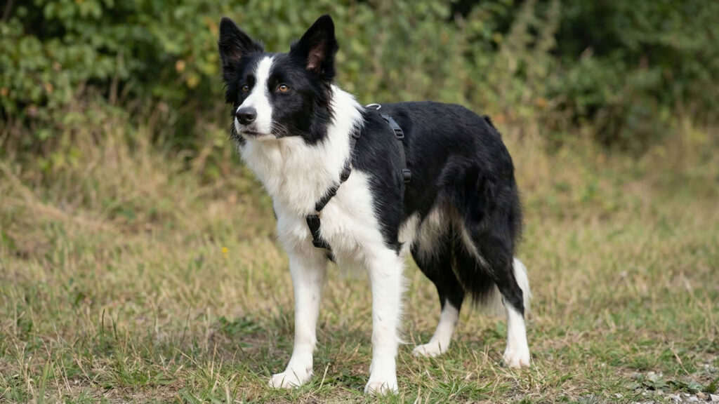 Pet harnesses chosen by professional dog walkers.