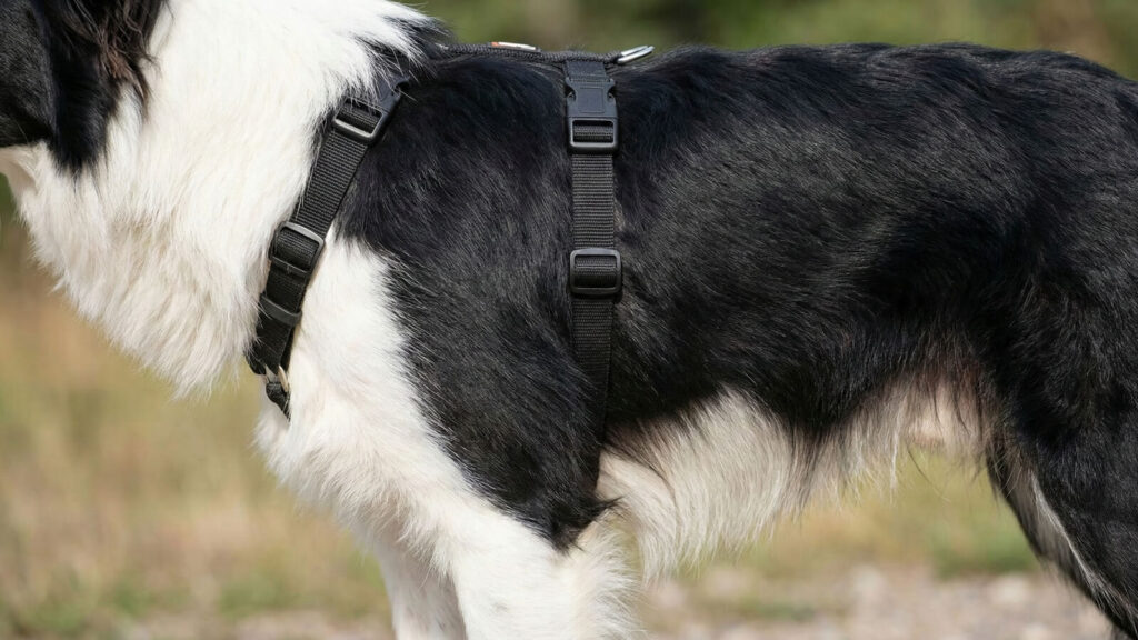 Pet harnesses chosen by professional dog walkers.