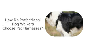 How do professional dog walkers choose pet harness