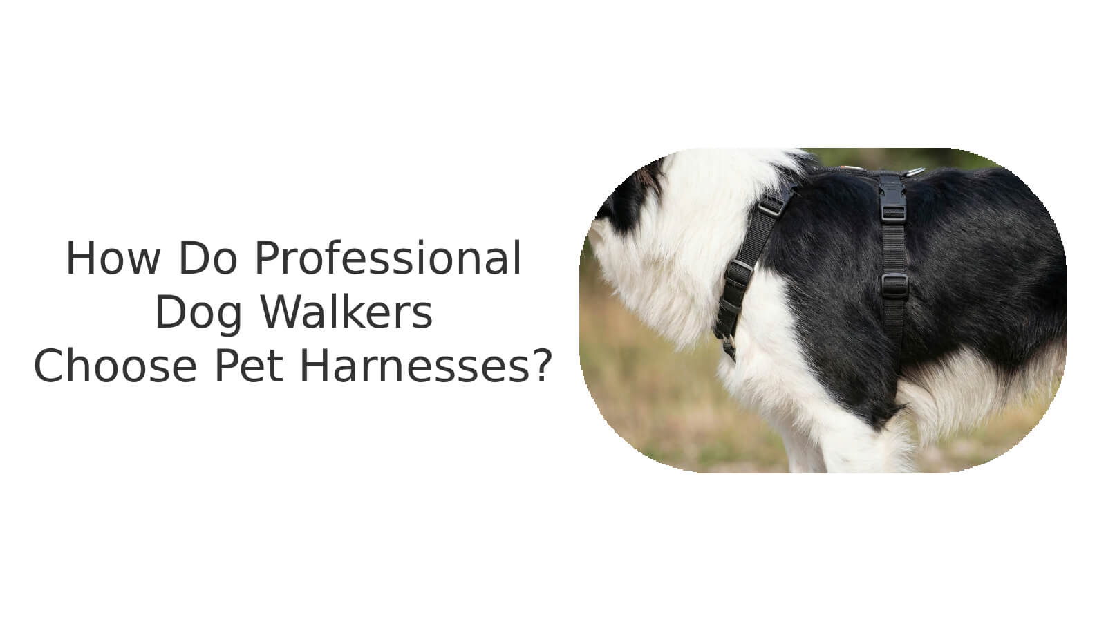 How do professional dog walkers choose pet harness