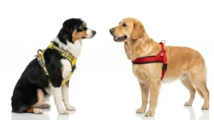h-harness-vs-norwegian-dog-harness-guide